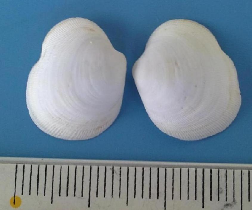 Bivalve da classificare